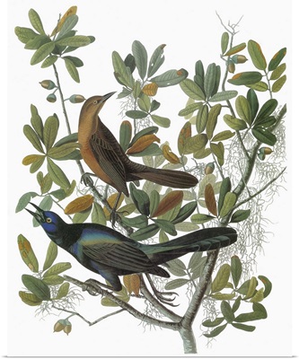 Female and male Boat-tailed Grackle