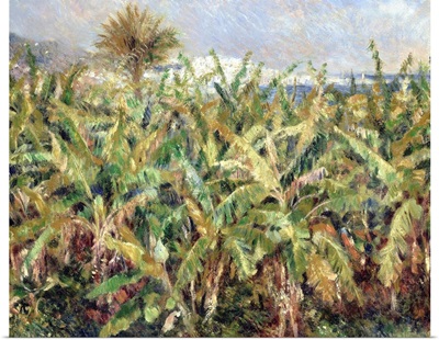 Field Of Banana Trees, 1881