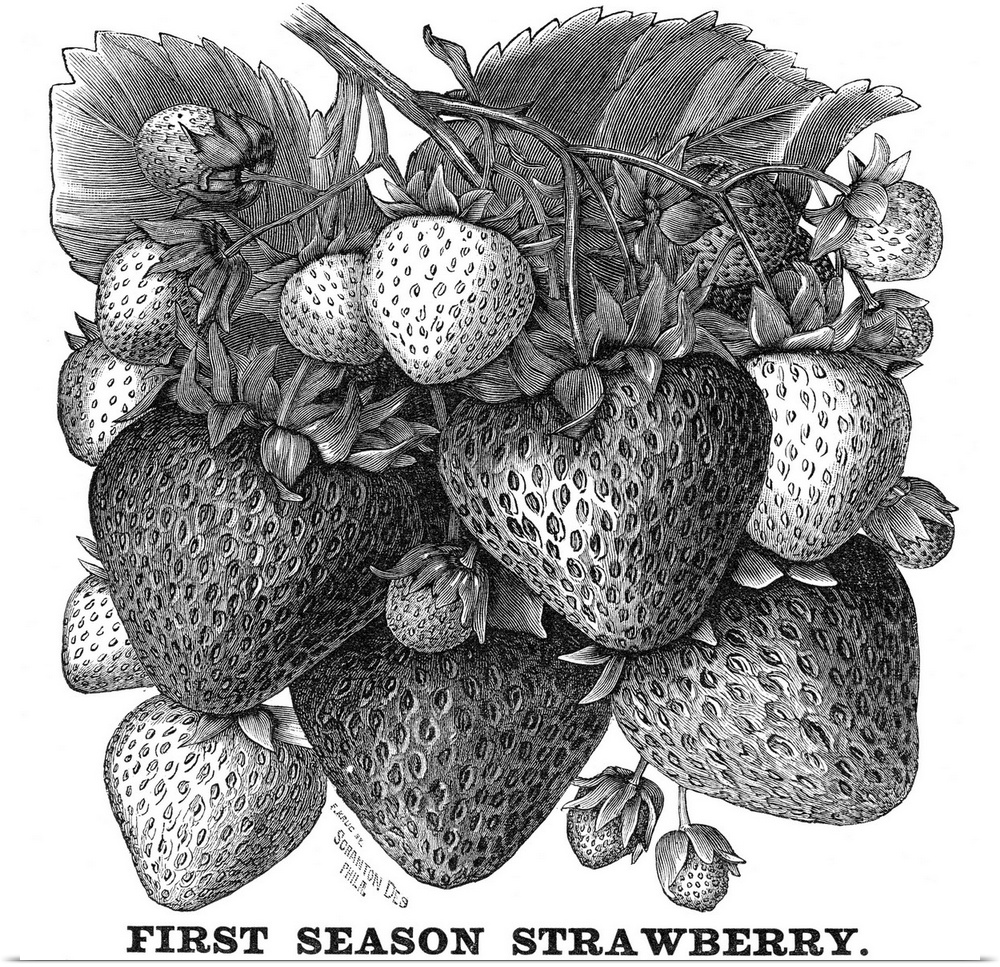 Botany, Strawberry Bush. 'First Season Strawberry.' American Wood Engraving, 19th Century.