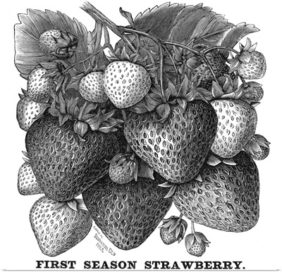 First Season Strawberry
