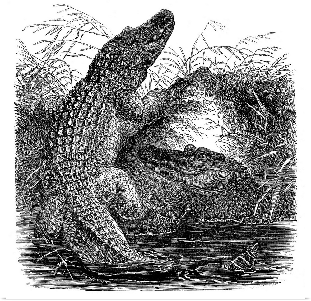 Florida Alligators. Wood Engraving, 19th Century.