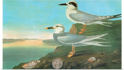 Forster's Tern and Snowy-crowned, or Trudeau's, Tern