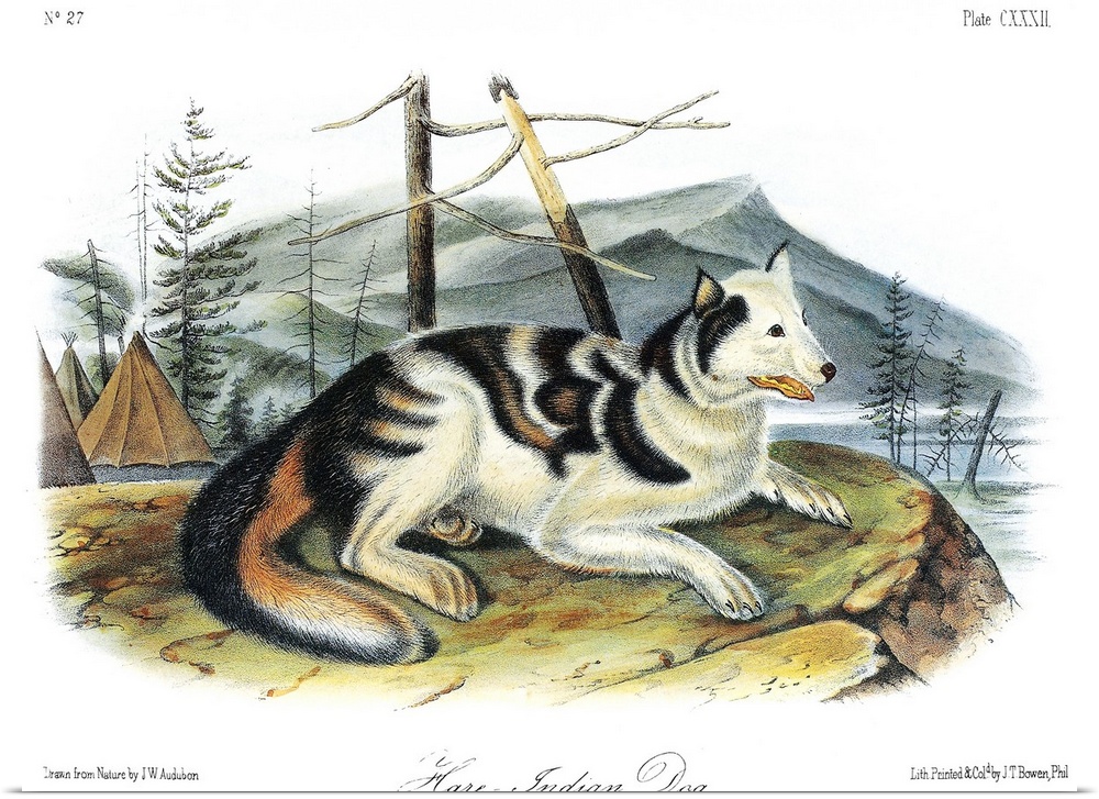 Hare Indian, or Mackenzie River, dog, an extinct breed of domesticated dog (Canis lupus familaris). Lithograph, c1854, aft...