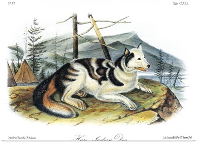 Hare Indian, or Mackenzie River, dog, an extinct breed of domesticated dog
