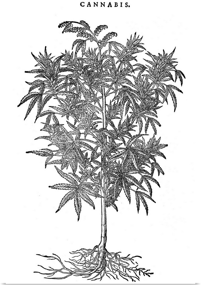 Hemp Plant. Cannabis Sativa, Woodcut, 1565.