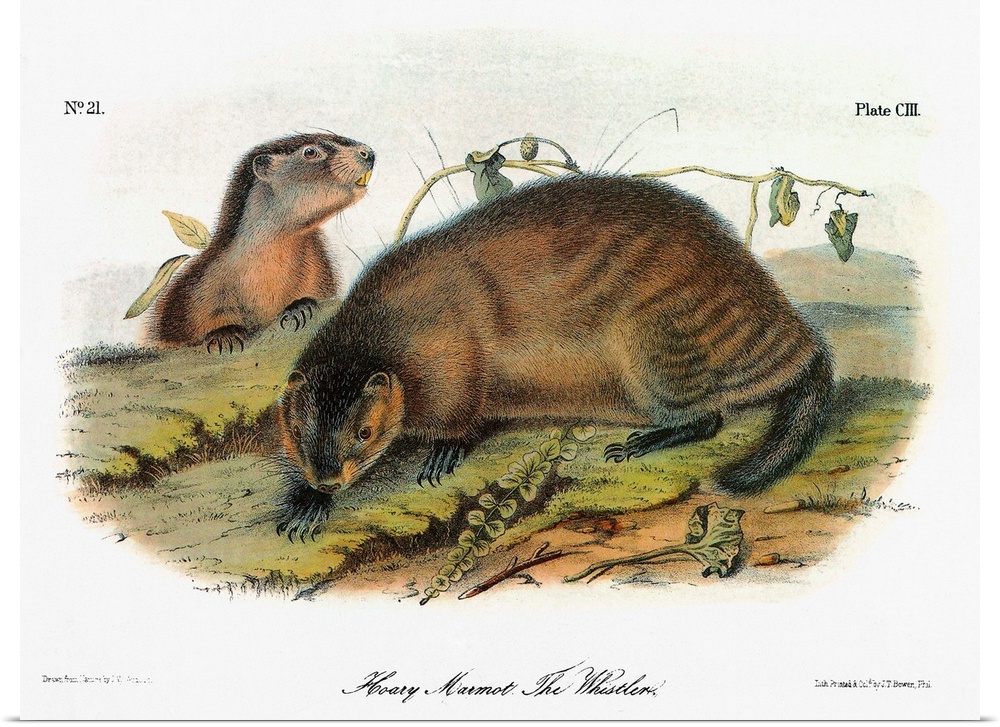 Hoary marmot, or whistler (Marmota caligata). Lithograph, c1854, after a painting by John Woodhouse Audubon for John James...