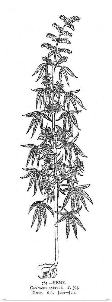 Indian Hemp, 16th Century. Cannabis Sativa, Woodcut, 16th Century.
