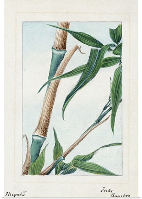 Japan, Bamboo, c1875