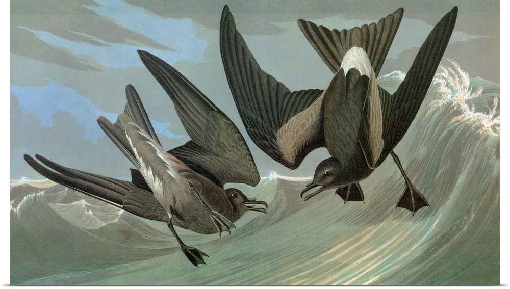 Leach's Storm Petrel (Oceanodroma leucorhoa). Engraving after John James Audubon for his 'Birds of America,' 1827-38.