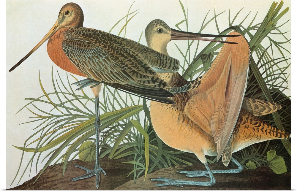 Marbled Godwit (Limosa fedoa). Engraving after John James Audubon for his 'Birds of America,' 1827-38.