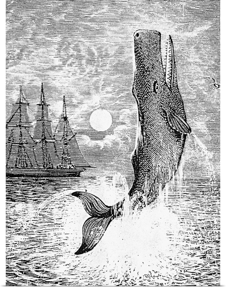 The only known picture of 'Moby Dick' drawn during Melville's lifetime. Wood engraving, late 19th century.