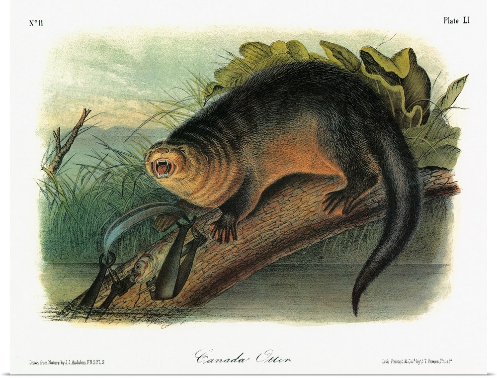 North American, or Canadian, or northern, river otter (Lontra canadensis, formerly lutra canadensis). Lithograph, c1851, a...