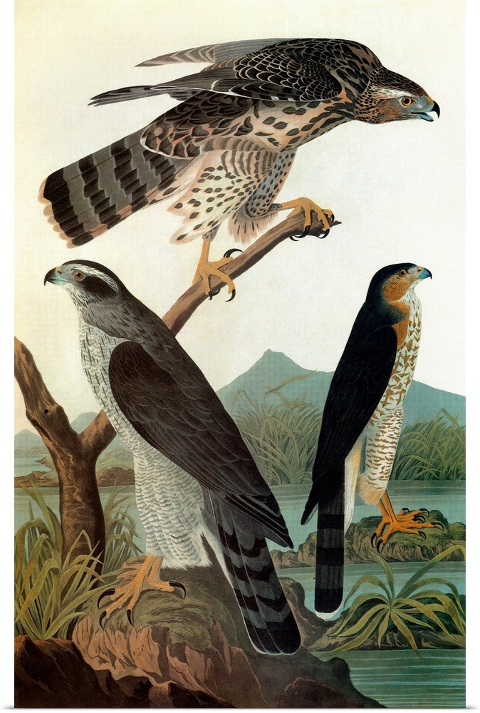 Northern Goshawk (Accipiter gentilis). Engraving after John James Audubon for his 'Birds of America,' 1827-38.