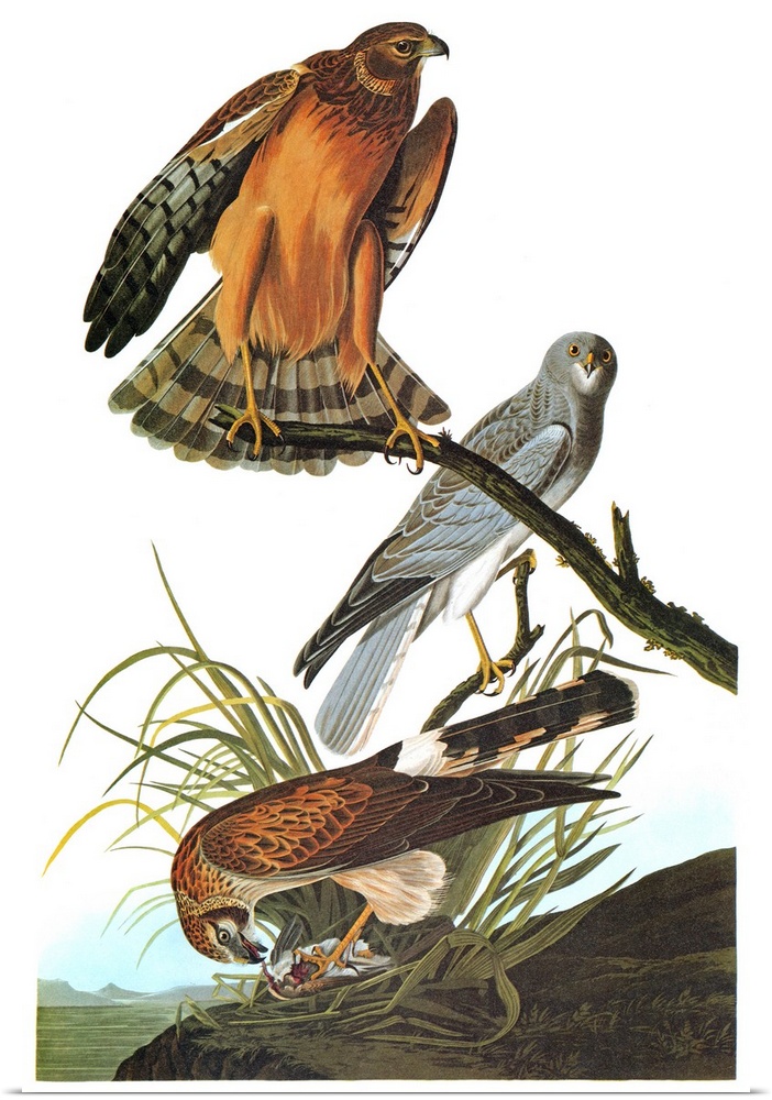 Northern, or Hen, Harrier, or Marsh Hawk (Circus cyaneus). Engraving after John James Audubon for his 'Birds of America,' ...