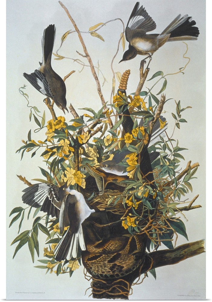 (Mimus polyglottos). Lithograph, 1858, by Julius Bien after John James Audubon.
