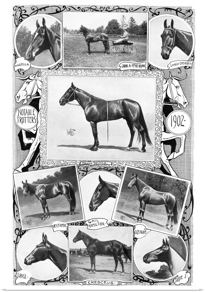 Trotter Racehorses, 1902. Notable Trotters. Photographs And Illustrations, 1902.