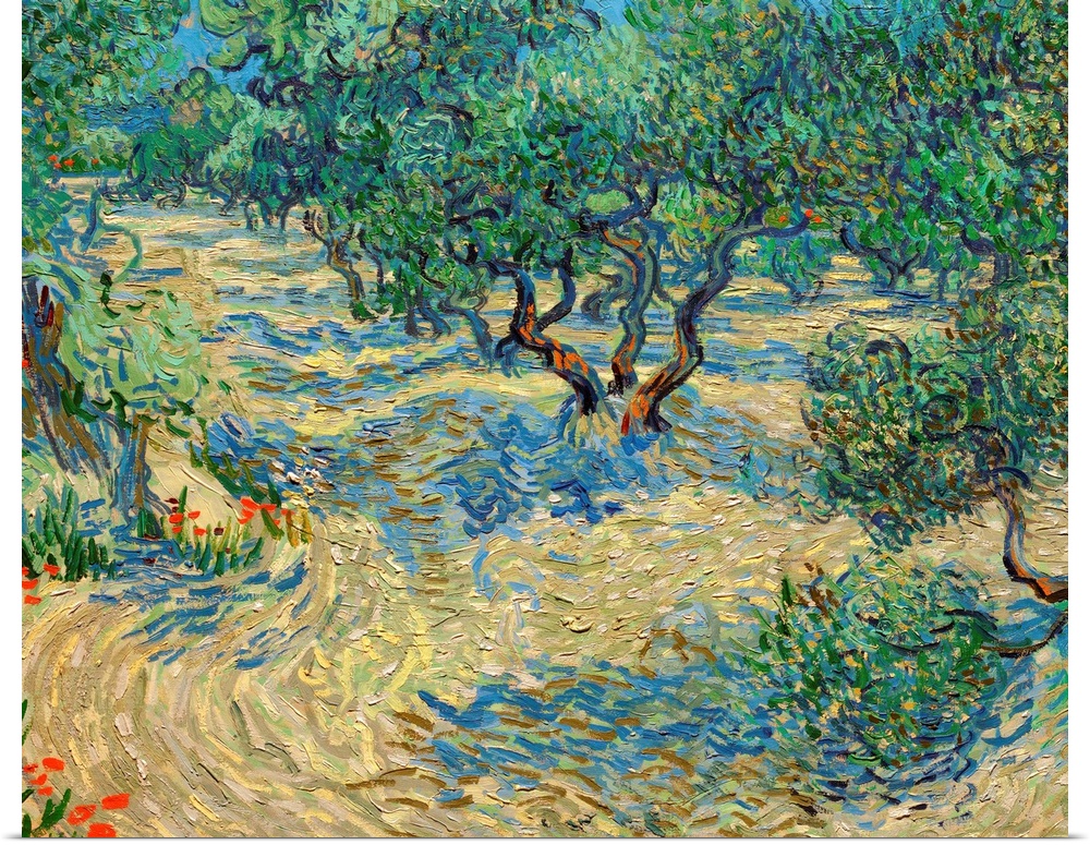 Van Gogh, Olive Orchard. Oil On Canvas, Vincent Van Gogh, June 1889.