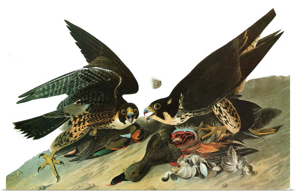 Peregrine Falcon, or Duck Hawk (Falco peregrinus). Engraving after John James Audubon for his 'Birds of America,' 1827-38.