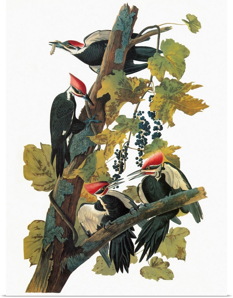 Pileated Woodpecker (Dryocopus pileatus). Engraving after John James Audubon for his 'Birds of America,' 1827-38.