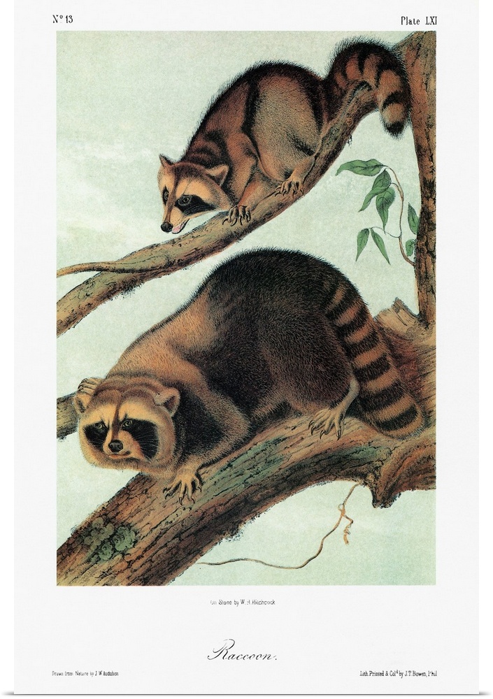 Raccoon (Procyon lotor). Lithograph, c1851, after a painting by John Woodhouse Audubon for John James Audubon's 'Viviparou...