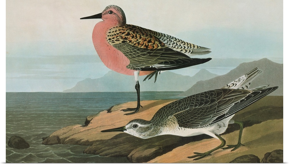 Red Knot, or Red-breasted Sandpiper (Calidris canutus). Engraving after John James Audubon for his 'Birds of America,' 182...