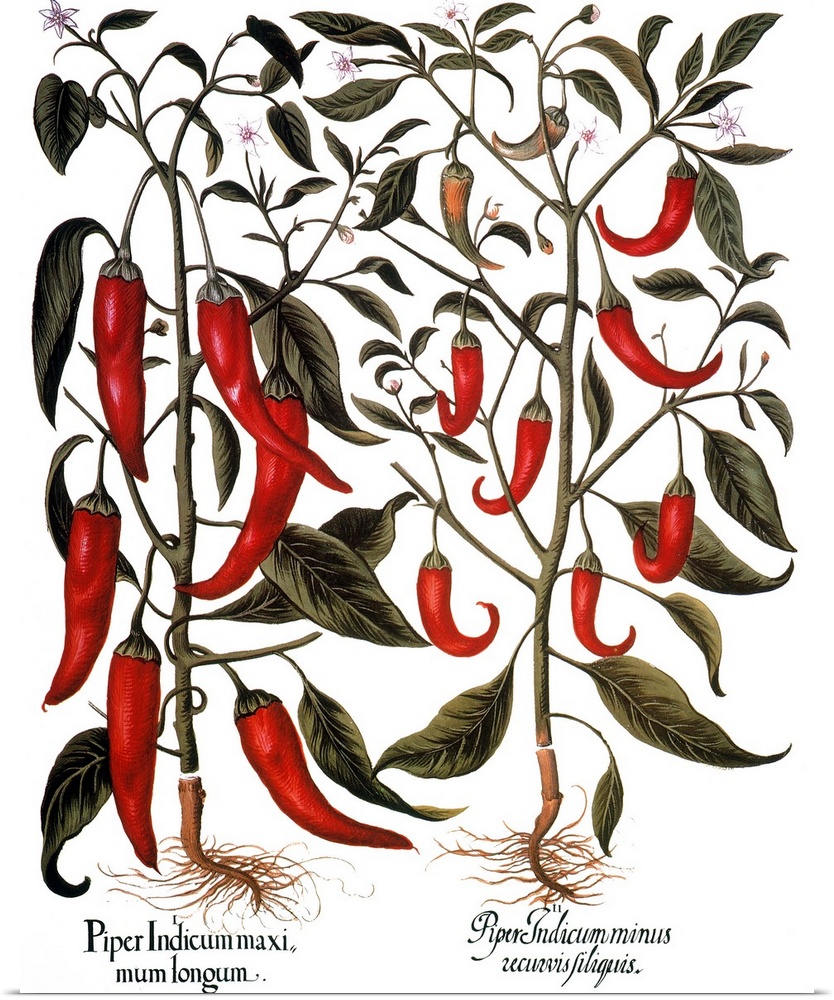Red Pepper Plants, 1613. (Piper Sp.) In Fruit And In Flower, Engraving For Basilius Besler's Florilegium, Published In Nur...