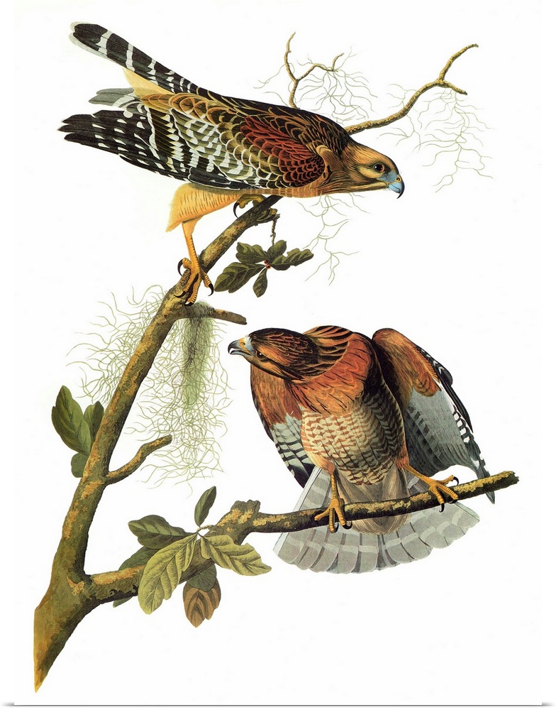 Red-shouldered Hawk (Buteo lineatus). Engraving after John James Audubon for his 'Birds of America,' 1827-38.