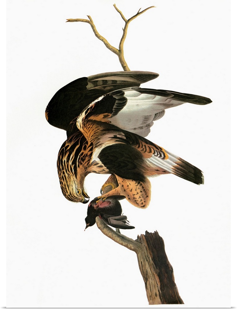 Rough-legged Hawk (Buteo lagopus). Engraving after John James Audubon for his 'Birds of America,' 1827-38.