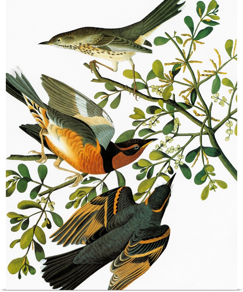 Sage Thrasher (Oreoscoptes montanus) [top], and Varied Thrush (Ixoreus naevius). Engraving after John James Audubon for hi...