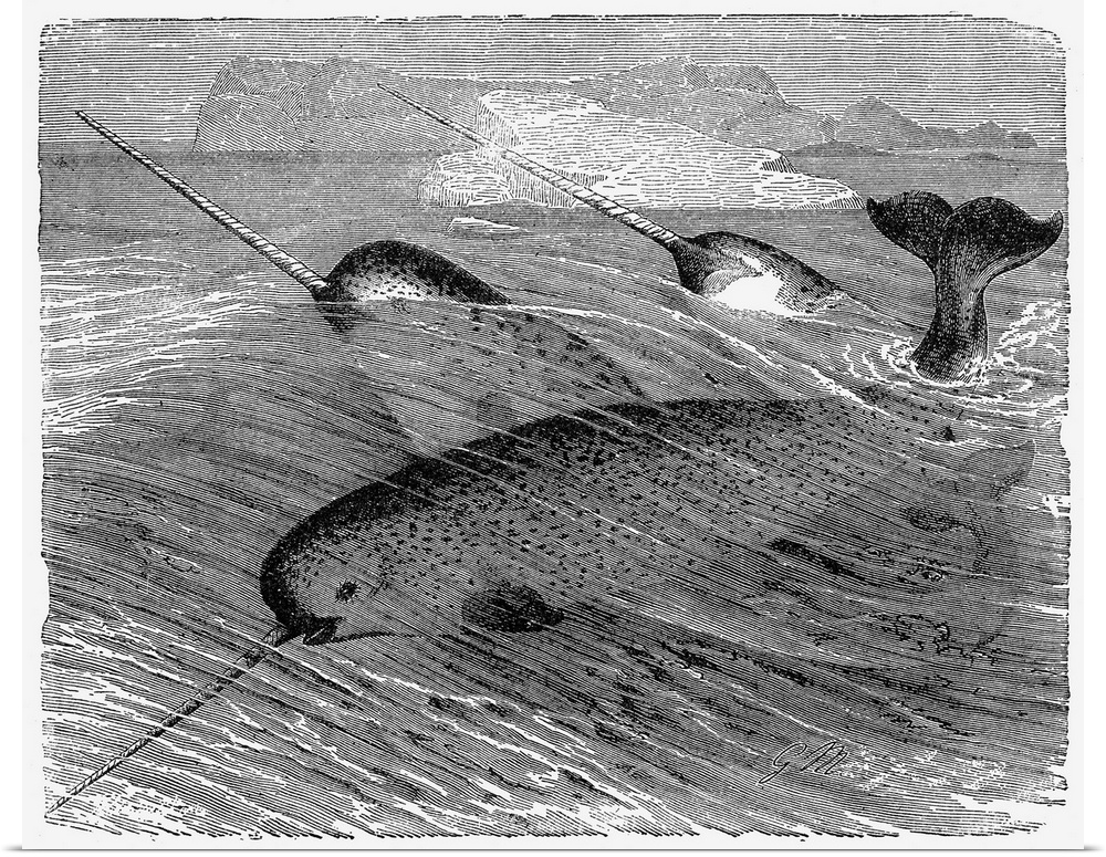 School Of Narwhals. Line Engraving, 19th Century.