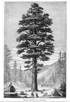 Sequoia Gigantea, Of California
