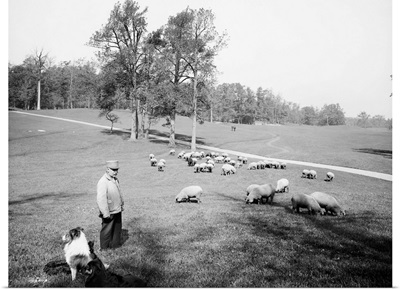 Sheep grazing in Prospect Park, Brooklyn, New York, 1903