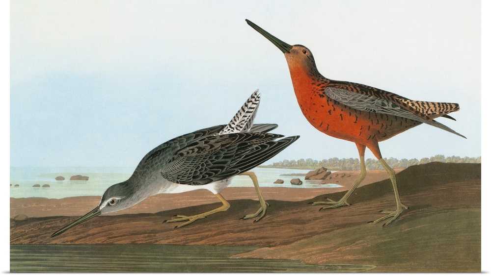 Short-billed Dowitcher, or Red-breasted Snipe (Limnodromus griseus). Engraving after John James Audubon for his 'Birds of ...