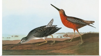 Short-billed Dowitcher, or Red-breasted Snipe
