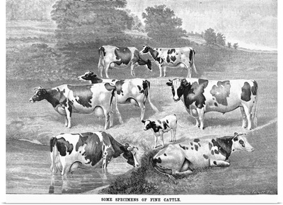 Some Specimens Of Fine Cattle, 1884