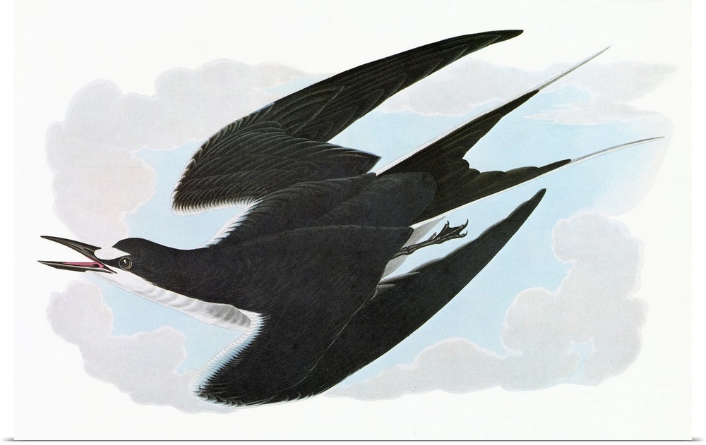 Sooty Tern (Onychoprion fuscatus). Engraving after John James Audubon for his 'Birds of America,' 1827-38.