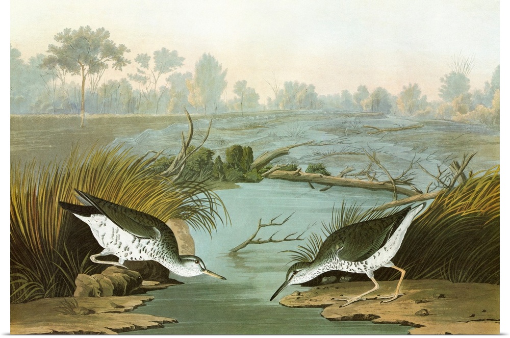 Spotted Sandpiper (Actitis macularius). Engraving after John James Audubon for his 'Birds of America,' 1827-38.