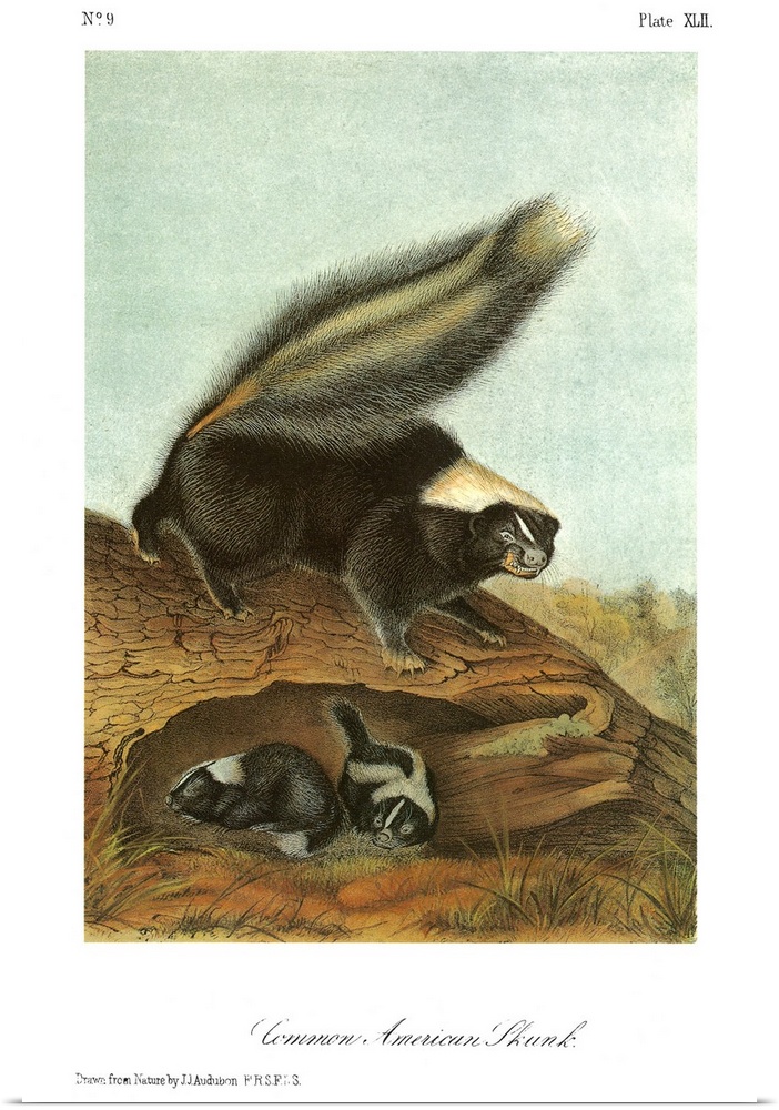 Striped, or common American, skunk (Mephitis mephitis). Lithograph, c1849, after a painting by John James Audubon for his ...