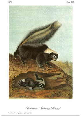 Striped, or common American, skunk