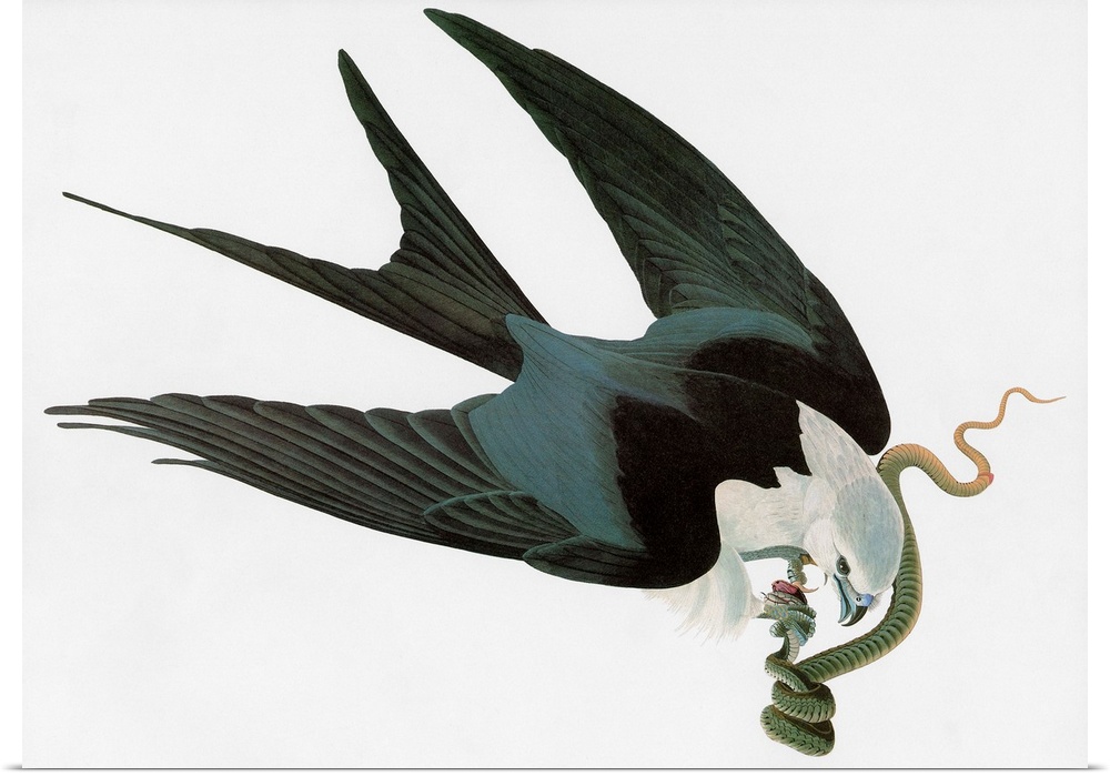 Swallow-tailed Kite (Elanoides forficatus). Engraving after John James Audubon for his 'Birds of America,' 1827-38.
