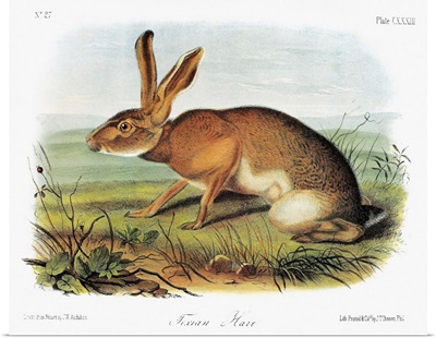 Texas jackrabbit, a subspecies of the black-tailed jackrabbit, or California hare