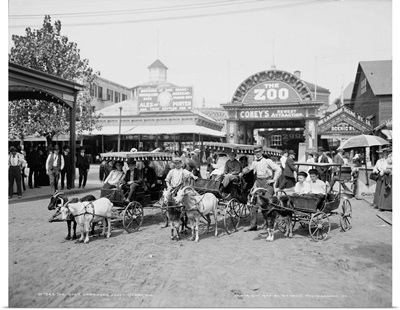 The goat carriages at Coney Island, Brooklyn, New York, 1904