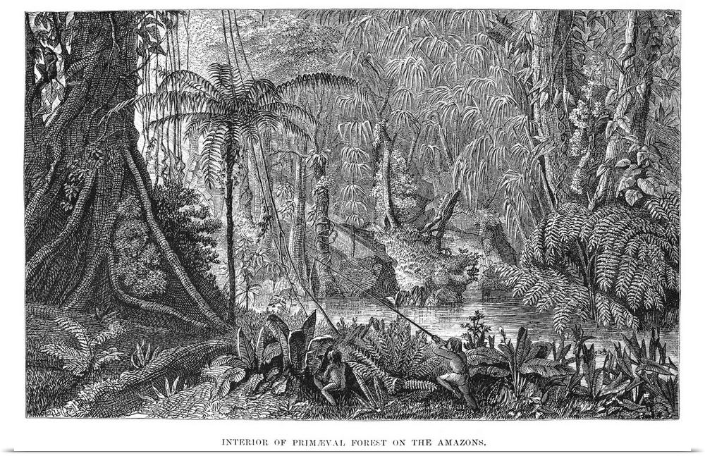 Henry Walter Bates (1825-1892). English Naturalist. Wood Engraving From Bates' 'The Naturalist On the River Amazons,' 1863.