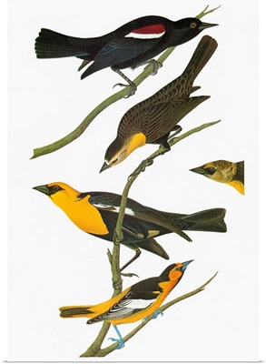 Tricolored Blackbird, Yellow-headed Blackbird, and Bullock's Oriole