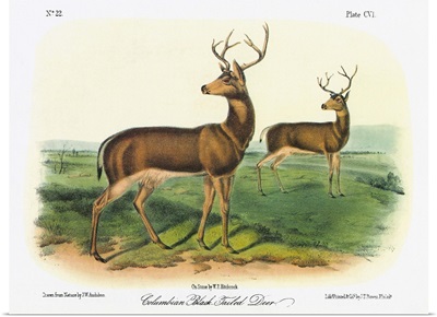 Two Male Columbian Black-Tailed Deer