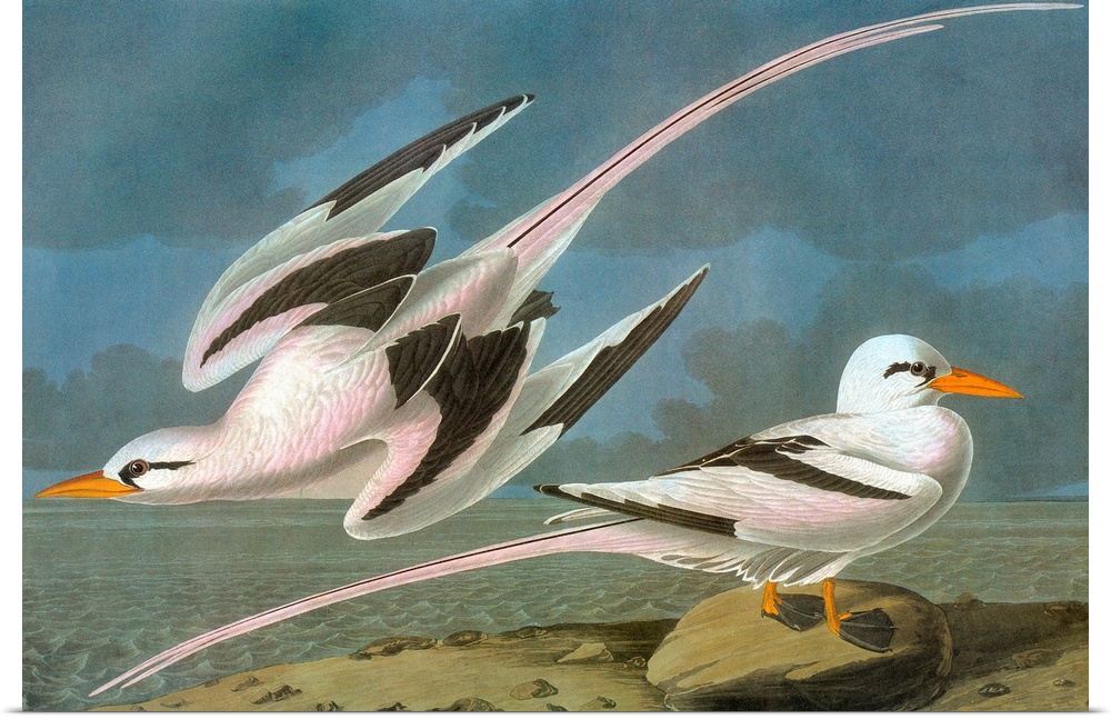 White-tailed Tropicbird (Phaethon lepturus). Engraving after John James Audubon for his 'Birds of America,' 1827-38.
