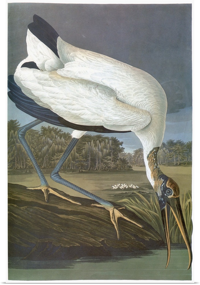 Wood stork (Mycteria americana). Engraving after John James Audubon for his 'Birds of America,' 1827-38.