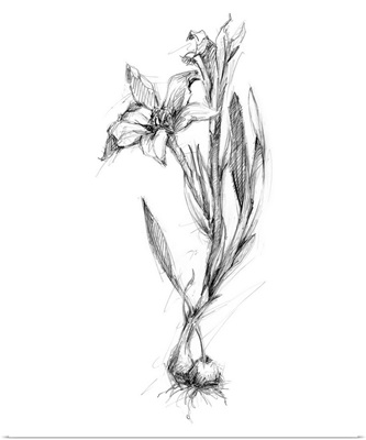 Bloom Sketches I