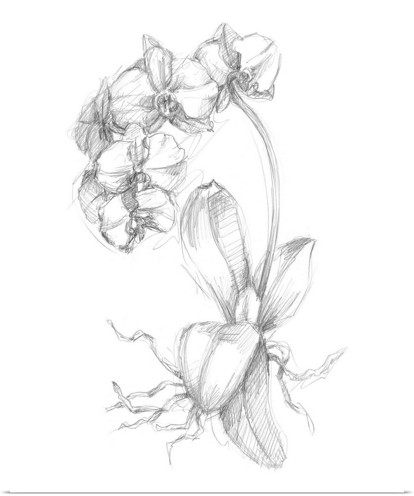 Bloom Sketches V