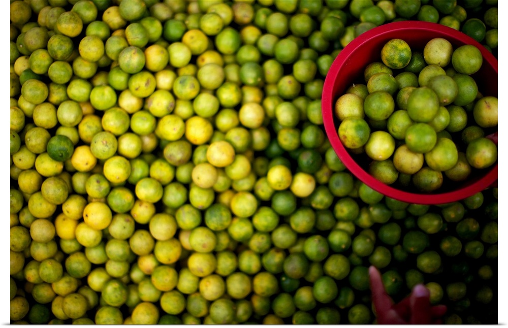 Photograph of a large amount of limes with a hand placing a number of them in a red bucket.